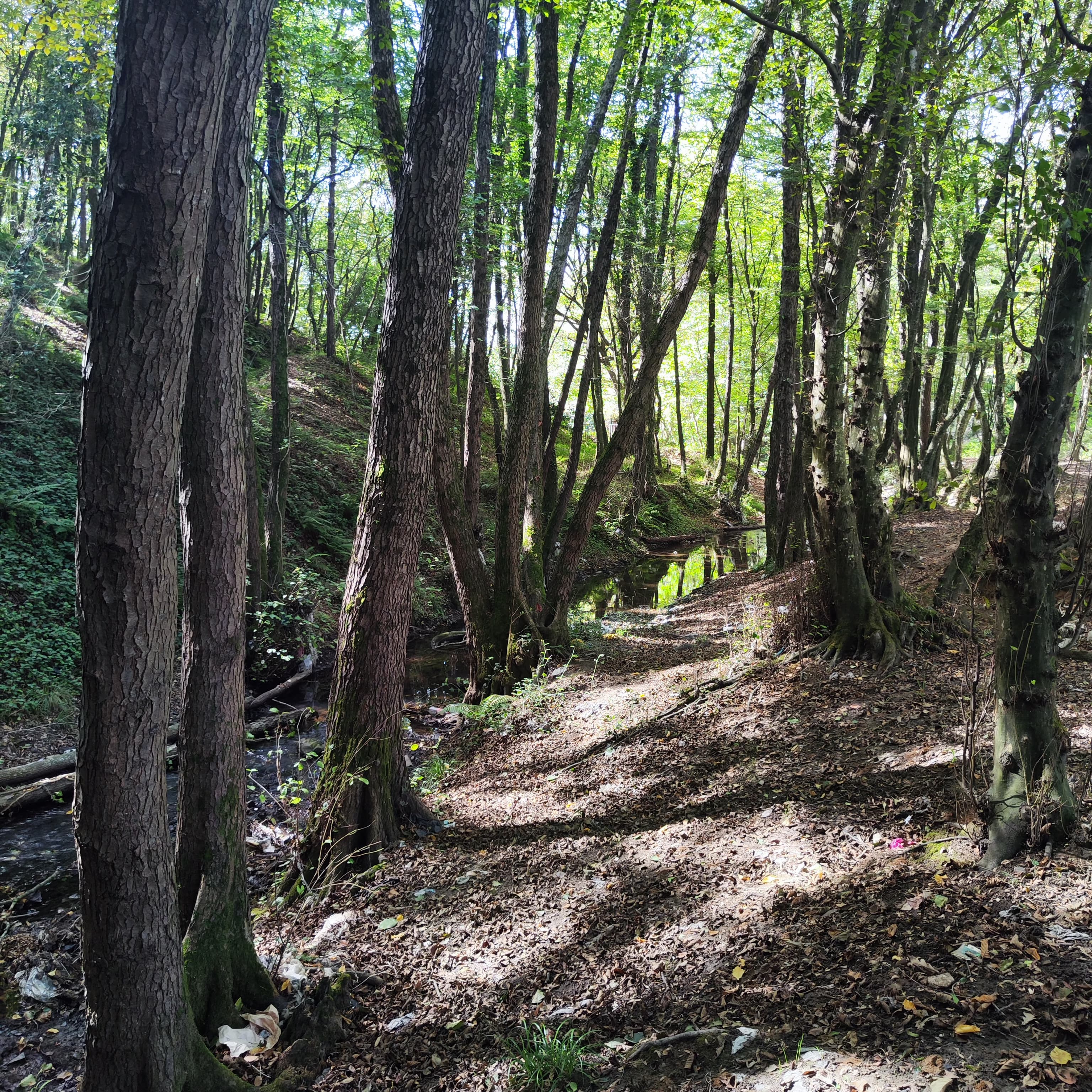 Ahmetcan İle Belgrad Ormanında Doğa İle Tanışma Yürüyüşü