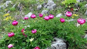 Şakayık(Yaban Gülü) Festivali ve Doğa Kampı