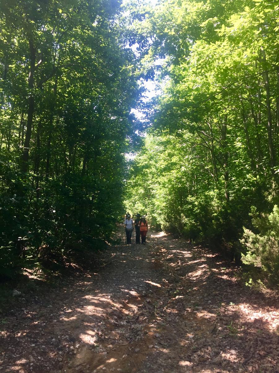 Aydınlar Köyü Çilingoz Ormanları Ring