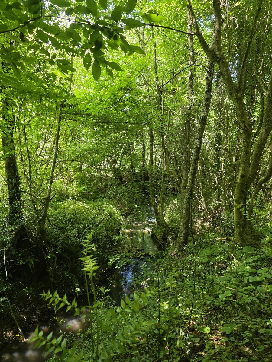 Beykoz Köyleri Doğa Yürüyüşü Serisi #2 Göllü ve Bozhane Köyleri